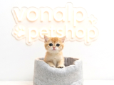 VONALP PETTEN EFSANE GÜZELLİKTE NY12 BRİTİSH SHORTHAİR
