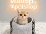 Vonalp Petten Efsane Güzelli̇kte Ny12 Bri̇ti̇sh Shorthai̇r