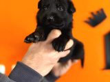 Solid Black Alman Kurdu Yavrularımız Siyah Alman Kurdu