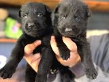 Solid Black Alman Kurdu Yavrularımız Siyah Alman Kurdu