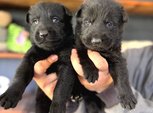 Solid Black Alman Kurdu Yavrularımız Siyah Alman Kurdu görsel