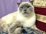 Ücretsi̇z Erkek British Shorthair