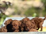Apartman Yasamina Uygun Mini Boy Poodle Bebekler