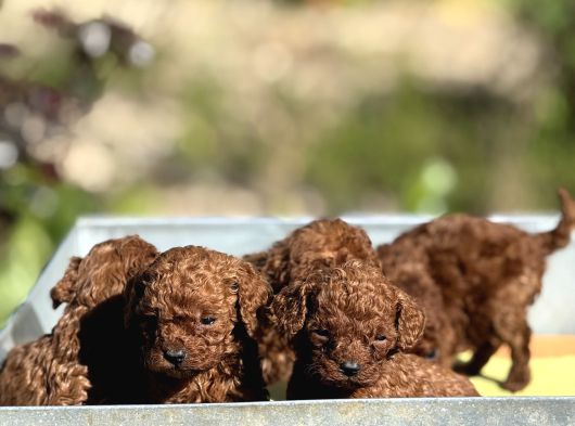 Apartman Yasamina Uygun Mini Boy Poodle Bebekler görsel