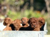 Apartman Yasamina Uygun Mini Boy Poodle Bebekler
