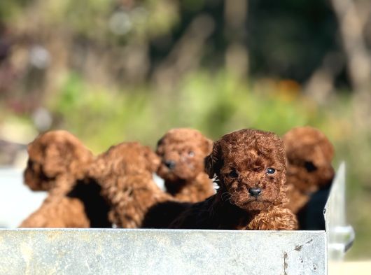 Apartman Yasamina Uygun Mini Boy Poodle Bebekler görsel