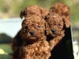 Apartman yasamina uygun mini boy poodle bebekler