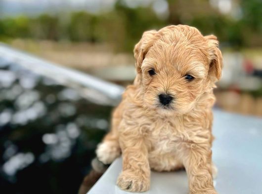 Maltipoo bebeklerimiz üst kalite 0 boy