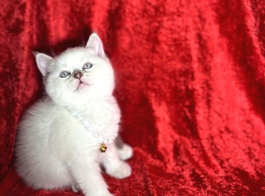 Safkan A Kali̇te Yavrular görsel