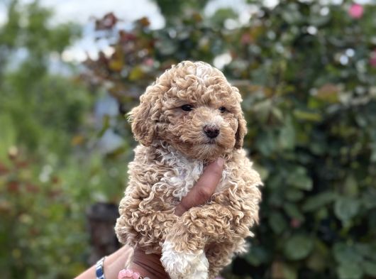 Teacup Boy Maltipoo Bebekler görsel