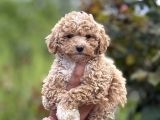 Teacup boy maltipoo bebekler