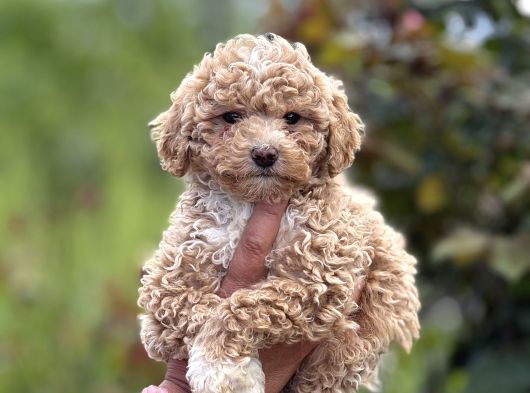 Teacup Boy Maltipoo Bebekler