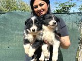 Safkan Irk Garantili Bordercollie Yavrularım