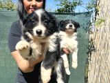 Safkan Irk Garantili Bordercollie Yavrularım