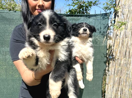 Safkan Irk Garantili Bordercollie Yavrularım görsel