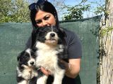 Safkan Irk Garantili Bordercollie Yavrularım