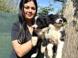 Safkan Irk Garantili Bordercollie Yavrularım