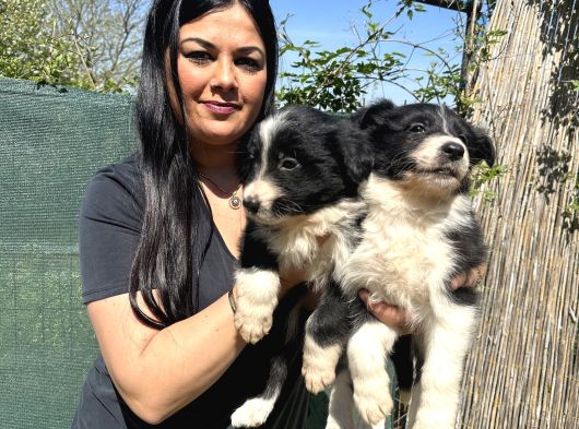 Safkan Irk Garantili Bordercollie Yavrularım görsel