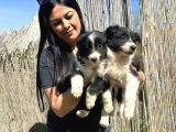 Safkan ırk garantili bordercollie yavrularım
