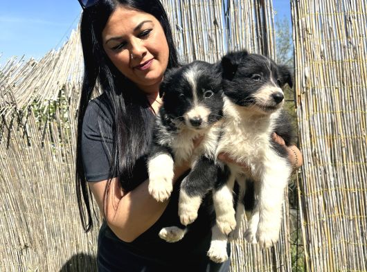 Safkan ırk garantili bordercollie yavrularım