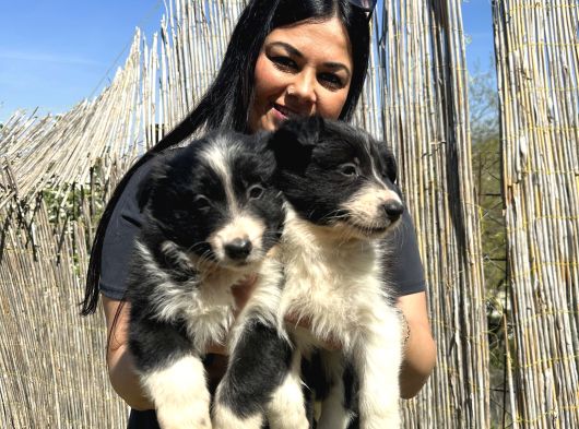 Safkan Irk Garantili Bordercollie Yavrularım görsel