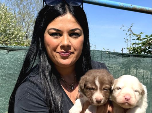 Safkan Irk Garantili Border Collie  Kızıl Merle Yavruları görsel