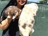 Safkan Irk Garantili Border Collie  Kızıl Merle Yavruları