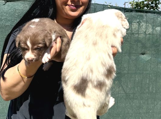 Safkan Irk Garantili Border Collie  Kızıl Merle Yavruları görsel
