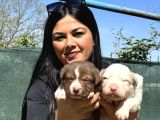 Safkan Irk Garantili Border Collie  Kızıl Merle Yavruları