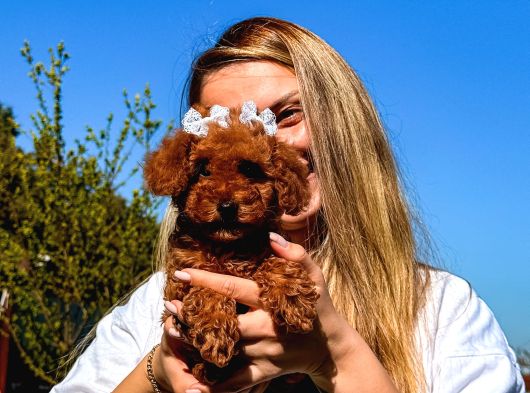 Çiftlikten Orjinal Red Toy Poddle Bebekler görsel