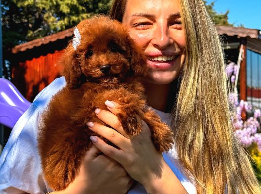 Çiftlikten Orjinal Red Toy Poddle Bebekler görsel