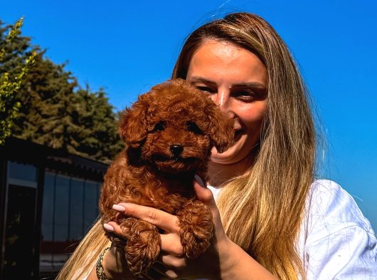 Çiftlikten Orjinal Red Toy Poddle Bebekler