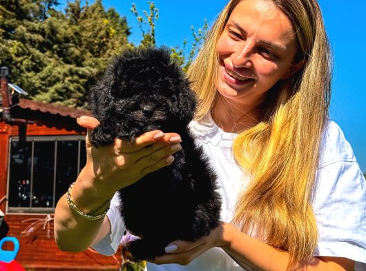 Çiftlikten Orjinal Red Toy Poddle Bebekler görsel