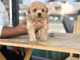 Maltipoo Mini Boy Asili Bebekler