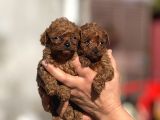 Microteacup Korea Poodle Disi Erkek Bebekler