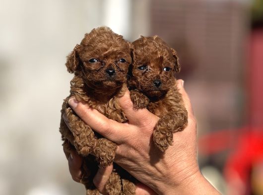 Microteacup Korea Poodle Disi Erkek Bebekler görsel