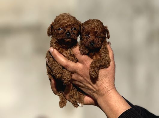 Microteacup Korea Poodle Disi Erkek Bebekler görsel