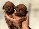 Microteacup Korea Poodle Disi Erkek Bebekler
