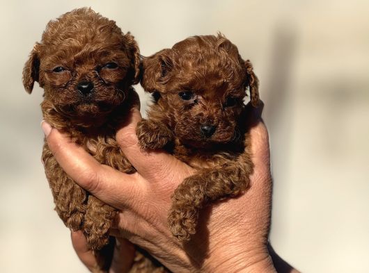 Microteacup Korea Poodle Disi Erkek Bebekler görsel