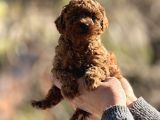 Microteacup Korea Poodle Disi Erkek Bebekler