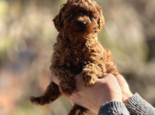 Microteacup Korea Poodle Disi Erkek Bebekler görsel