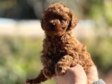 Microteacup korea poodle disi erkek bebekler