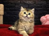 A Kali̇te Bri̇tti̇sh Shorthai̇r Kedi̇leri̇mi̇z