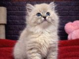 A Kali̇te Bri̇tti̇sh Shorthai̇r Kedi̇leri̇mi̇z