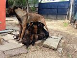 Belçi̇ka Kurdu Sahi̇plendi̇rme