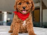 Toy Poodle Bebeklerimiz