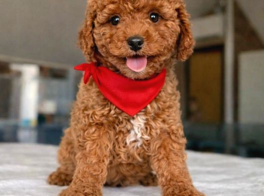 Toy Poodle Bebeklerimiz