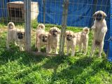 Dişi Erkek Kangal Yavrularımız