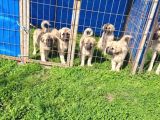 Dişi Erkek Kangal Yavrularımız