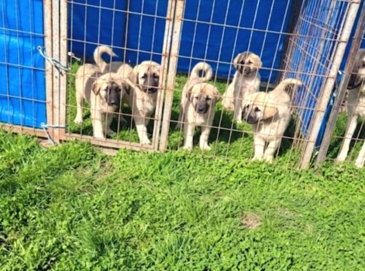 Dişi Erkek Kangal Yavrularımız görsel